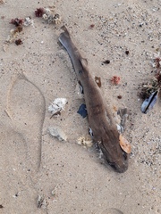 Haploblepharus pictus