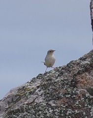 Cisticola lais