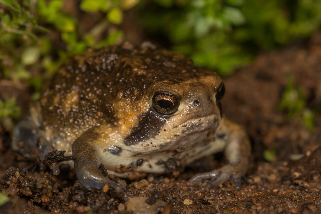 Bilbo's Rain Frog
