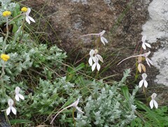 Brownleea macroceras