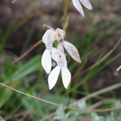Brownleea macroceras