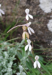 Brownleea macroceras