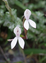 Brownleea macroceras