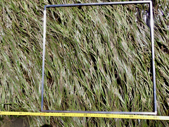Zostera capricorni