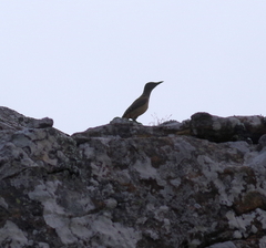 Geocolaptes olivaceus