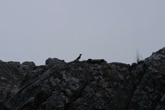 Geocolaptes olivaceus