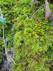Thamnobryum alopecurum
