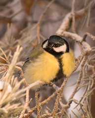 Parus major
