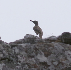 Geocolaptes olivaceus