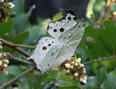 Protogoniomorpha parhassus