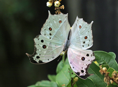 Protogoniomorpha parhassus