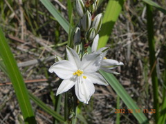 Chlorophytum cooperi