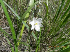 Chlorophytum cooperi