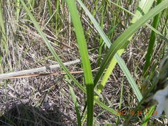 Chlorophytum cooperi
