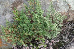 Cheilanthes quadripinnata