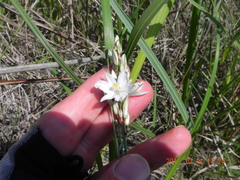 Chlorophytum cooperi