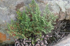 Cheilanthes quadripinnata