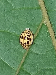 Psyllobora confluens