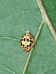 Psyllobora confluens