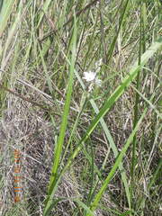Chlorophytum cooperi