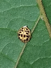 Psyllobora confluens