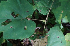 Neolasioptera vitinea