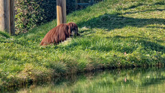 Pongo