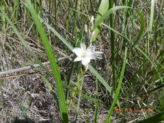 Chlorophytum cooperi