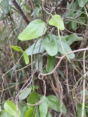 Cocculus diversifolius