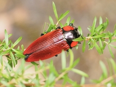 Temognatha