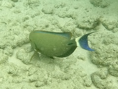 Acanthurus blochii