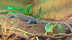 Varanus macraei