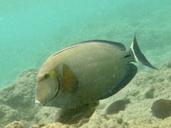 Acanthurus blochii