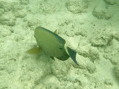 Acanthurus blochii