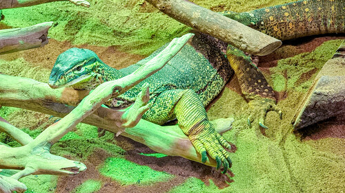 Yellow-spotted Monitor, Varanus panoptes