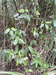 Cocculus diversifolius