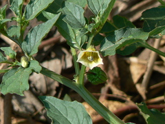 Physalis angulata