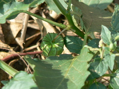 Physalis angulata
