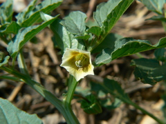 Physalis angulata
