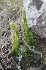 Phlegmariurus saururus