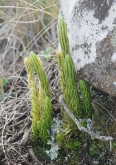 Phlegmariurus saururus