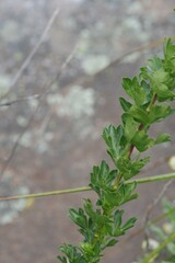 Polemannia grossulariifolia