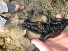 Scutus antipodes