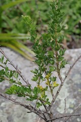 Polemannia grossulariifolia