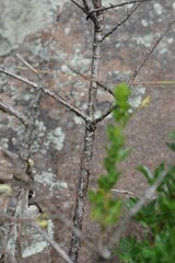 Polemannia grossulariifolia