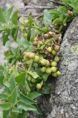 Teedia lucida
