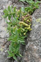 Teedia lucida