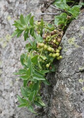 Teedia lucida