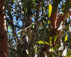 Acanthiza pusilla