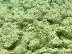 Thalassoma trilobatum
